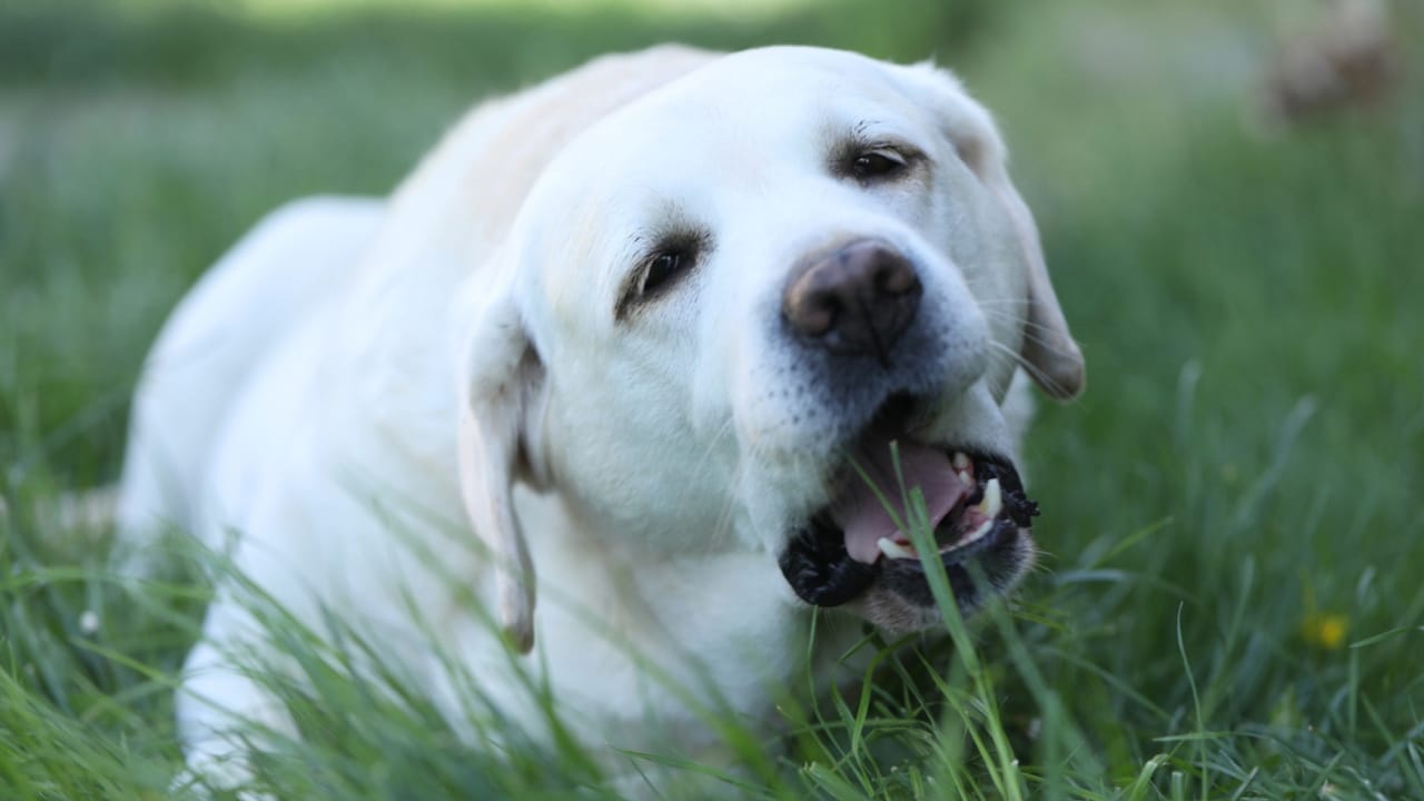 5 Reasons Your Dog Might Be Eating Grass—and When to Worry 8 5 Reasons Your Dog Might Be Eating Grass—and When to Worry - white labrador eating grass dp733121072 dnoh