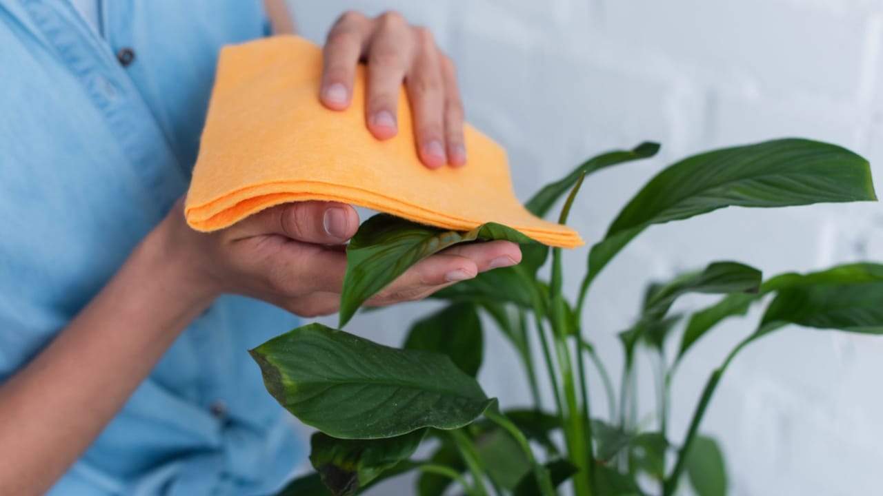 Bathroom Plants Made Easy: 15 Care Tips for a Lush Look - wiping plants leaves dp603584906 dnoh