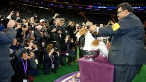 Meet the New Dog Breeds the AKC Has Recognized Since 2000 1 Meet the New Dog Breeds the AKC Has Recognized Since 2000 - wire fox terrier ss176294096 degm