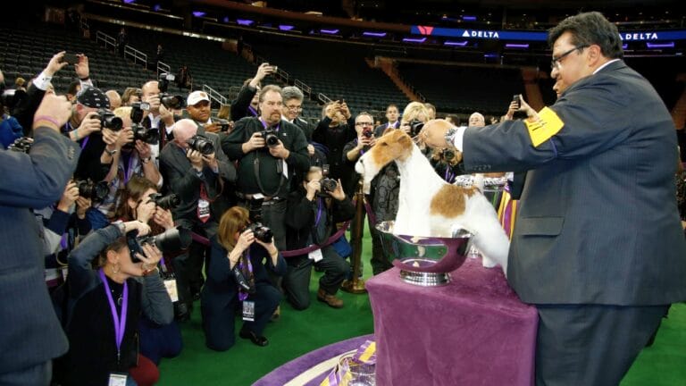 Meet the New Dog Breeds the AKC Has Recognized Since 2000 4 Meet the New Dog Breeds the AKC Has Recognized Since 2000 - wire fox terrier ss176294096 degm