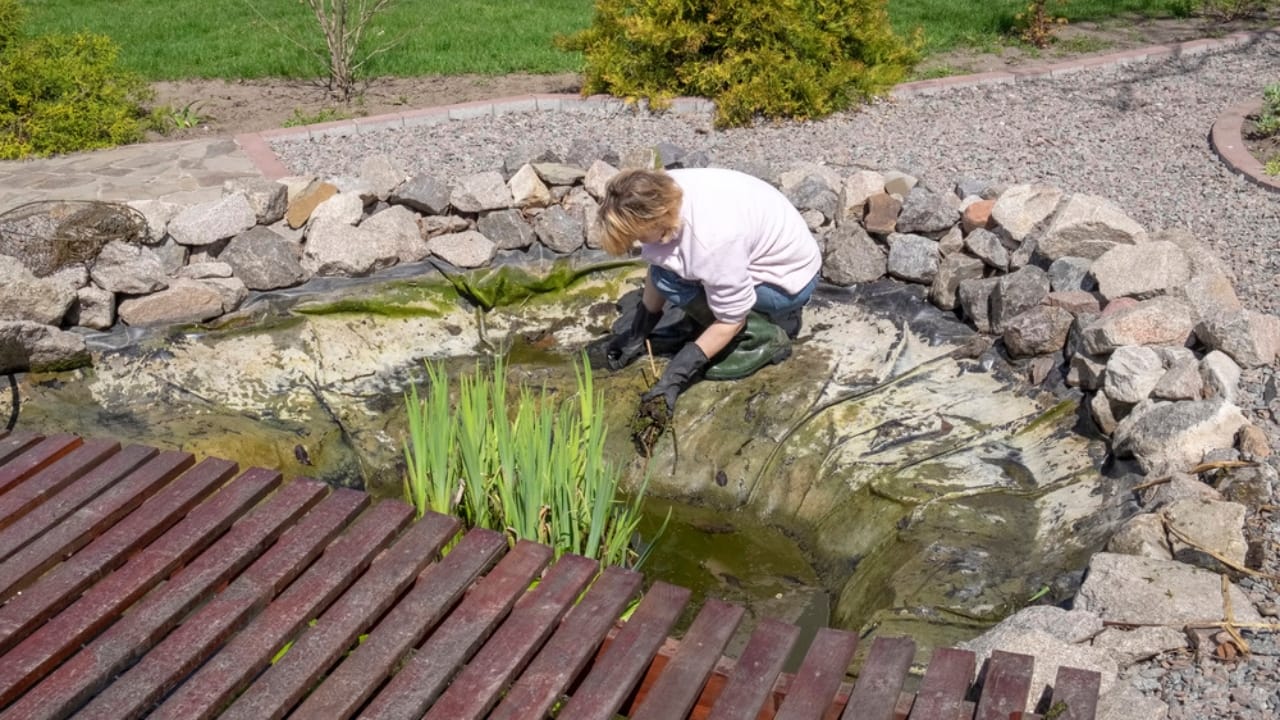 Koi Pond Design: 8 Steps to Get It Right the First Time - woman cleans garden fish pond dp241446458 dnoh