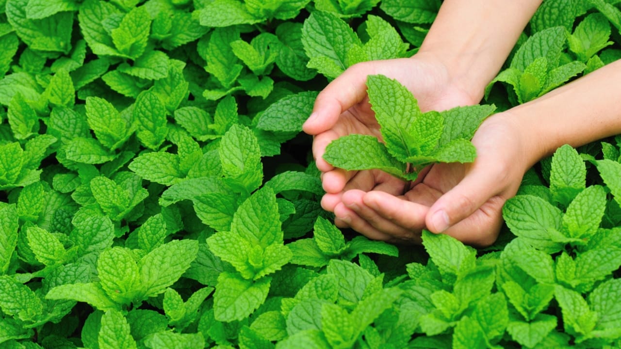 8 Reasons You Need a Peppermint Plant in Your Entryway 9 8 Reasons You Need a Peppermint Plant in Your Entryway - woman hands peppermint plants dp47528531 dnoh
