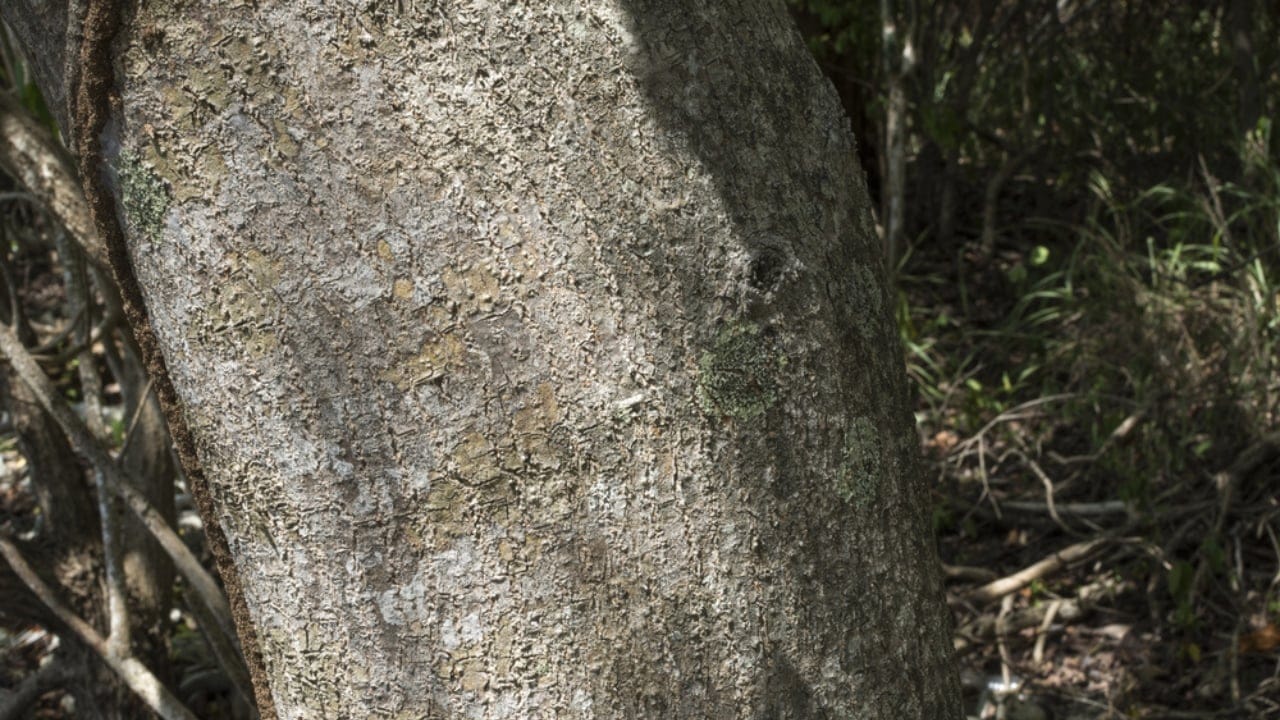 10 Deadly Facts About the World’s Most Dangerous Tree 11 10 Deadly Facts About the World’s Most Dangerous Tree - wood machineel tree ss497434501 adyh