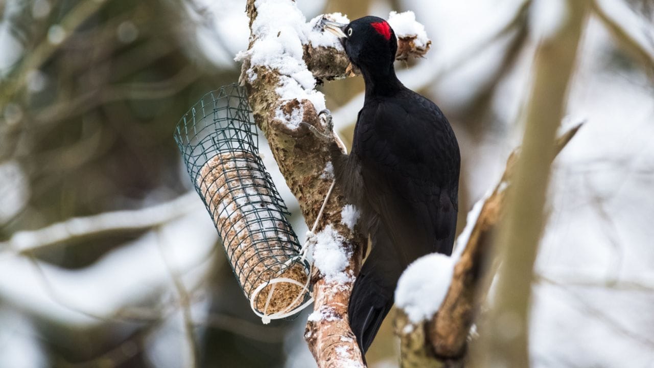 Feeding Woodpeckers in Winter: 10 Ways to Help Them Survive 5 Feeding Woodpeckers in Winter: 10 Ways to Help Them Survive - wood pecker in tree winter ss1704895300 adyh