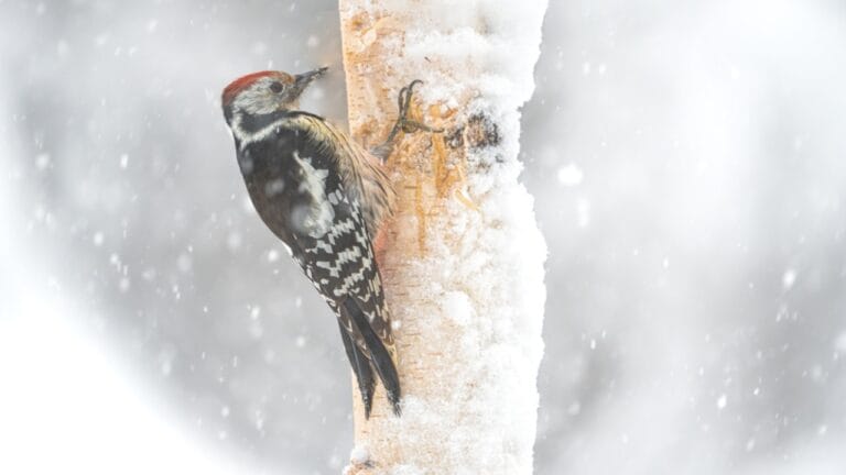 Feeding Woodpeckers in Winter: 10 Ways to Help Them Survive 1 Feeding Woodpeckers in Winter: 10 Ways to Help Them Survive - wood pecker winter ss2438708797 adyh