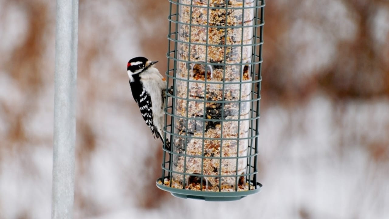 Feeding Woodpeckers in Winter: 10 Ways to Help Them Survive 2 Feeding Woodpeckers in Winter: 10 Ways to Help Them Survive - woodpecker eating ss2399323099 adyh