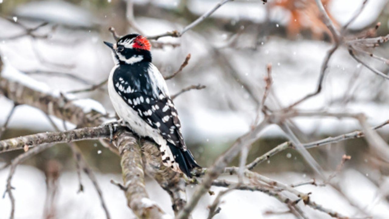 Feeding Woodpeckers in Winter: 10 Ways to Help Them Survive 9 Feeding Woodpeckers in Winter: 10 Ways to Help Them Survive - woodpecker in oak tree ss1564807507 adyh