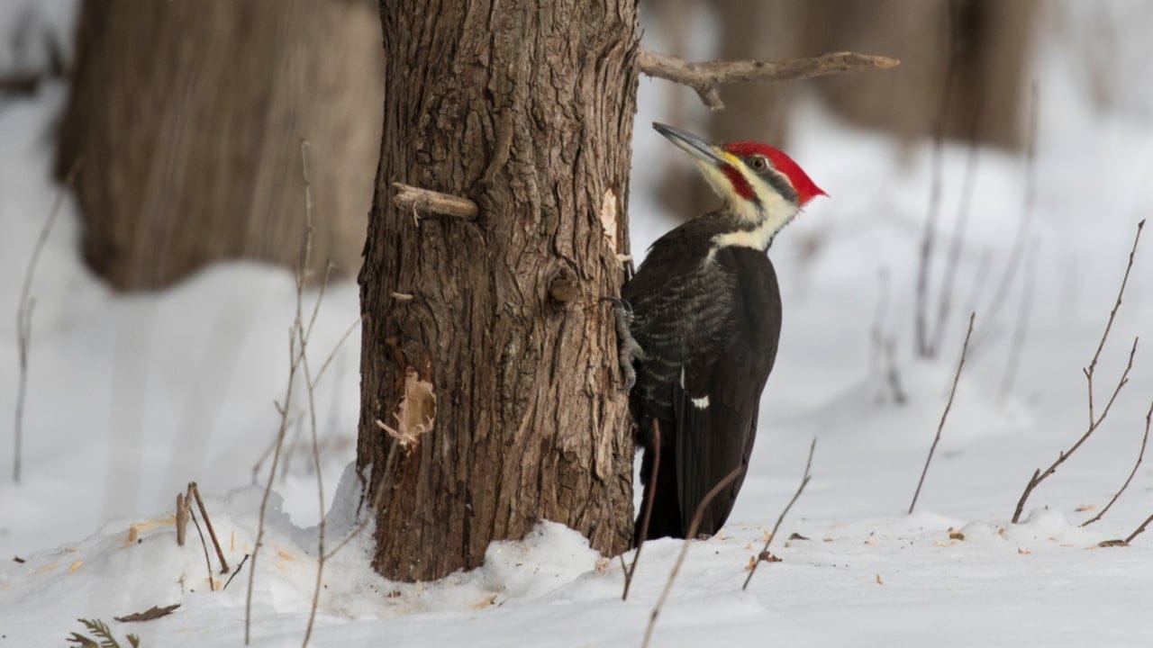 Feeding Woodpeckers in Winter: 10 Ways to Help Them Survive 8 Feeding Woodpeckers in Winter: 10 Ways to Help Them Survive - woodpecker in tree ss1218616570 adyh