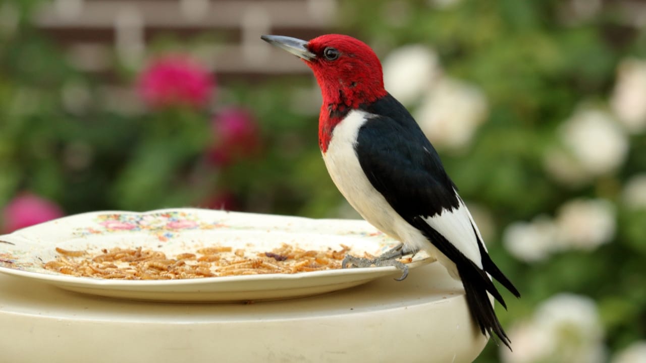 Feeding Woodpeckers in Winter: 10 Ways to Help Them Survive 6 Feeding Woodpeckers in Winter: 10 Ways to Help Them Survive - woodpecker meal worm ss1056683360 adyh