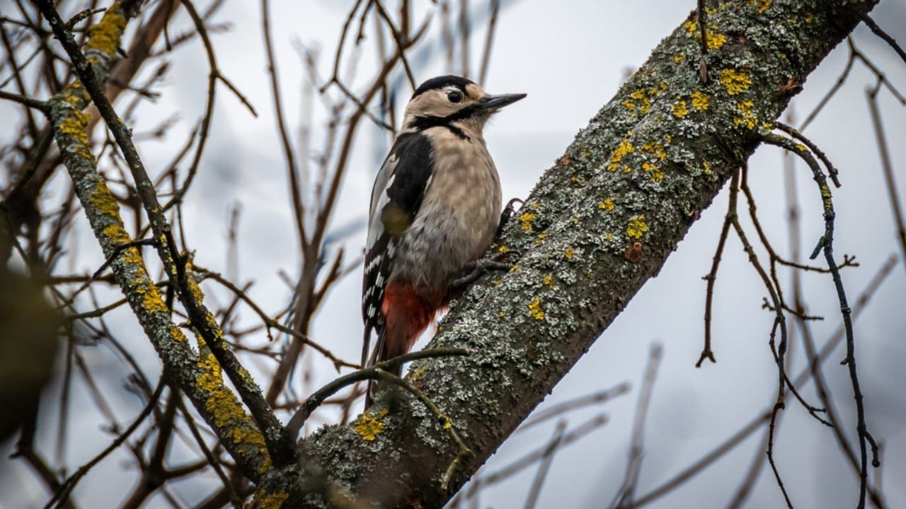 Feeding Woodpeckers in Winter: 10 Ways to Help Them Survive 11 Feeding Woodpeckers in Winter: 10 Ways to Help Them Survive - woodpecker ss2258184047 adyh
