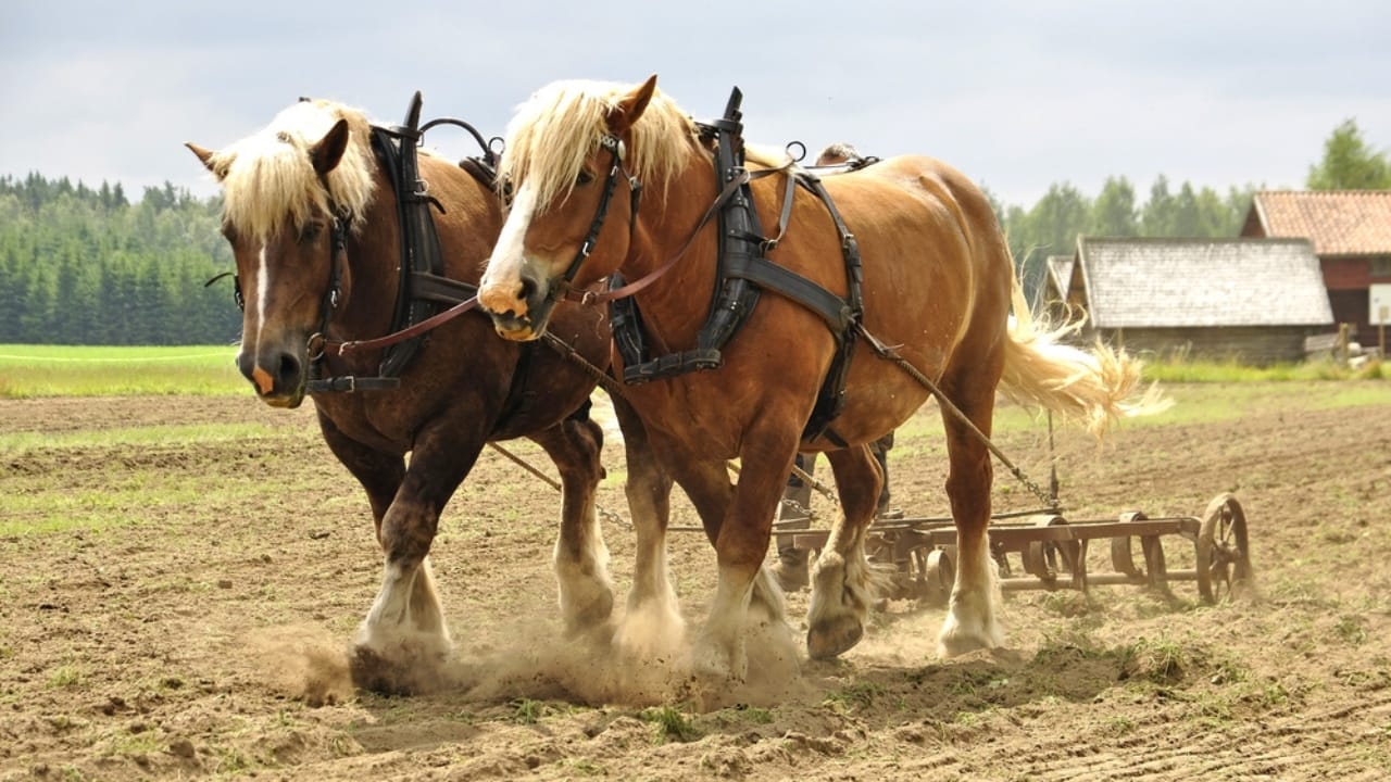 Bridling Beliefs: How Owners’ Views Impact the Welfare of Working Horses 2 Bridling Beliefs: How Owners’ Views Impact the Welfare of Working Horses - working horse ss107004296
