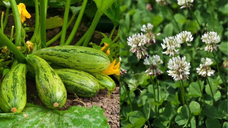Why Zucchini & White Clover Are the Perfect Garden Duo - zucchini dp6184089 white clover dp226614466 dnoh