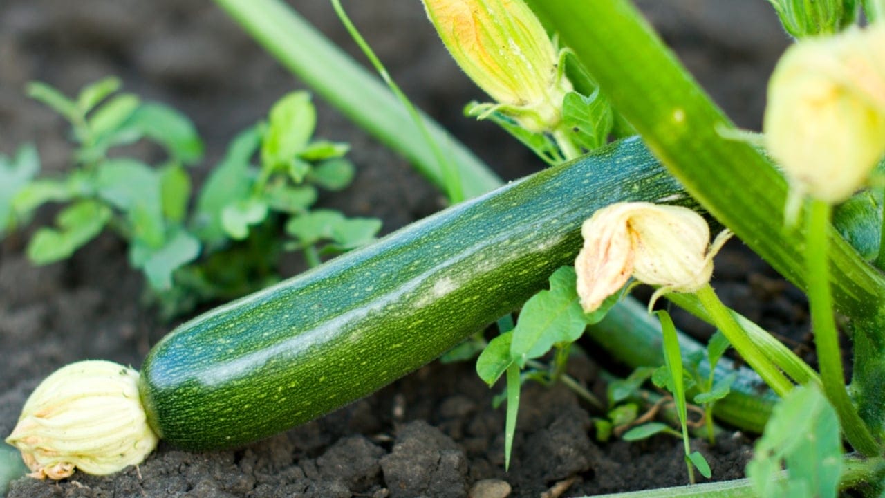 Why Zucchini & White Clover Are the Perfect Garden Duo - zucchini plant dp260190004 dnoh