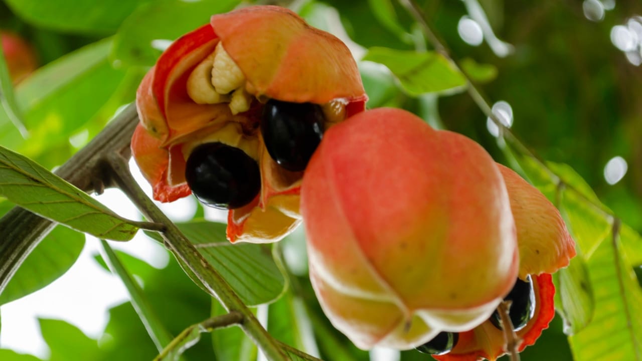 15 Banned Foods and Why They’re off the Menu in the U.S. 14 15 Banned Foods and Why They’re off the Menu in the U.S. - Ackee dp248744346 dnoh