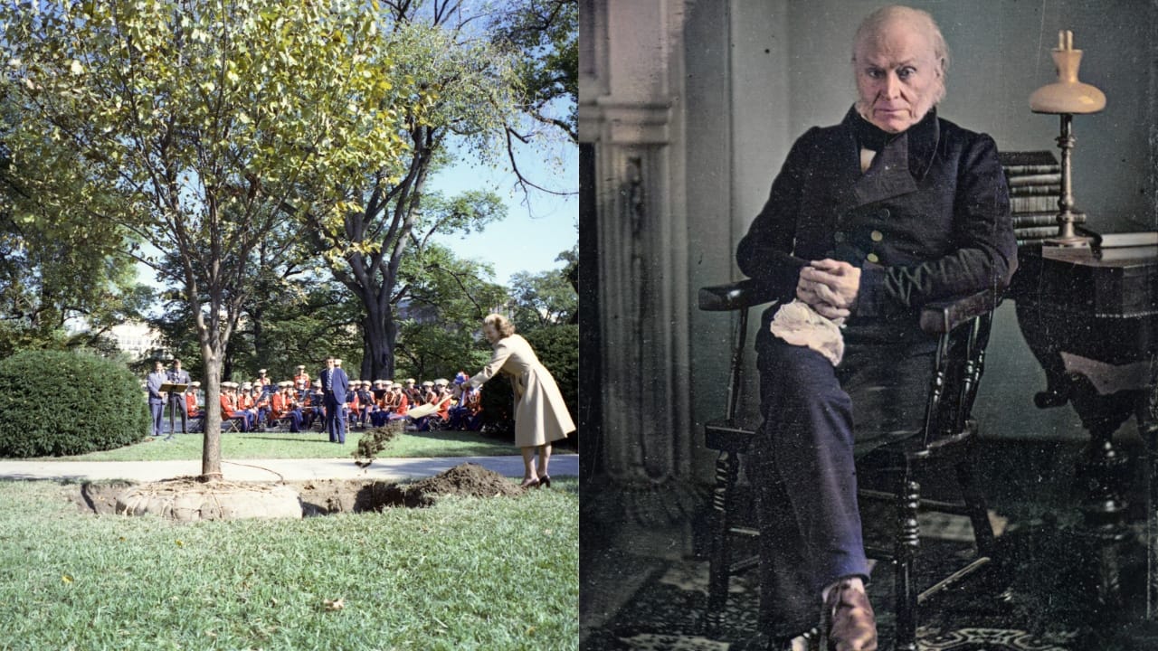 15 White House Trees Rooted in Love, Loss, and Legacy 10 15 White House Trees Rooted in Love, Loss, and Legacy - Adams American Elm wc John Quincy Adams wc