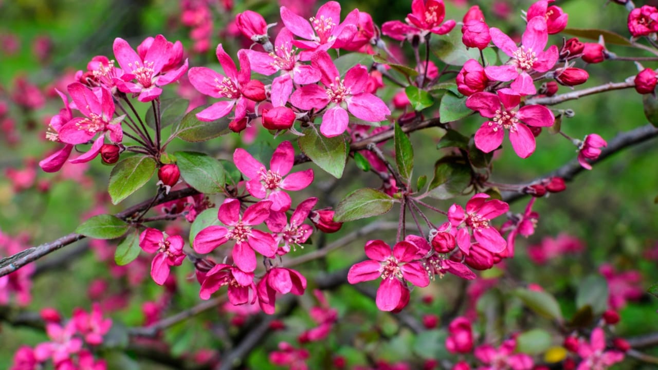 Small, Drought-Tolerant Trees: 15 Non-Invasive Picks for Your Yard - Adams Crabapple dp471760556 dnoh