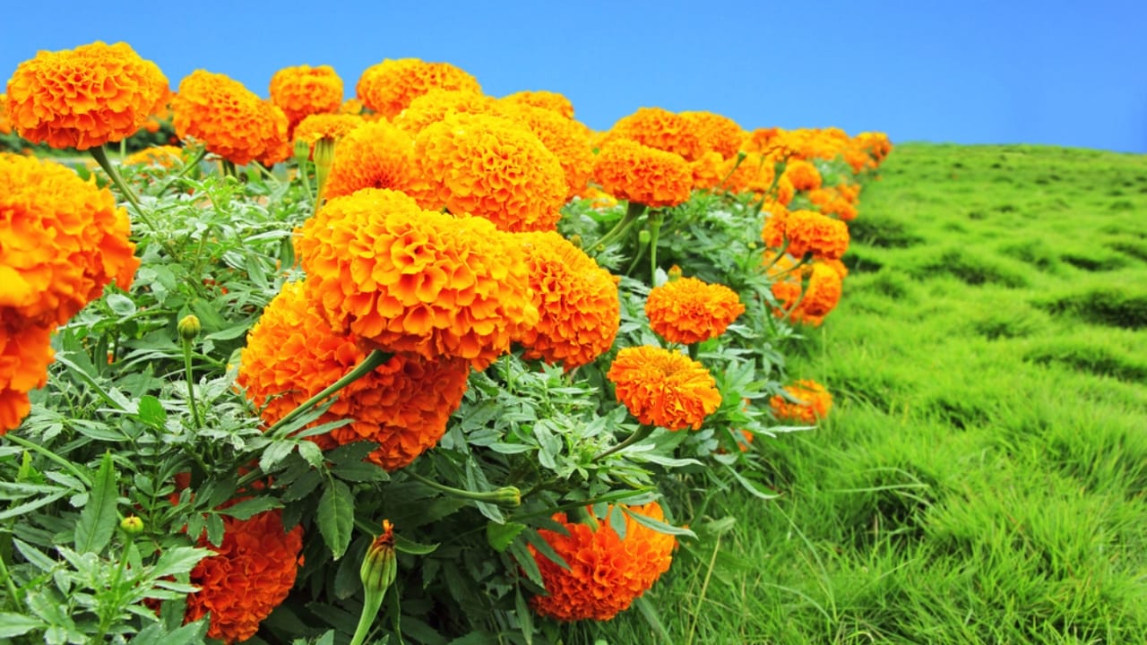 Hydrangea Lovers, Meet 15 Plants You’ll Fall in Love With 15 Hydrangea Lovers, Meet 15 Plants You’ll Fall in Love With - African Marigold dp67180183 dnoh