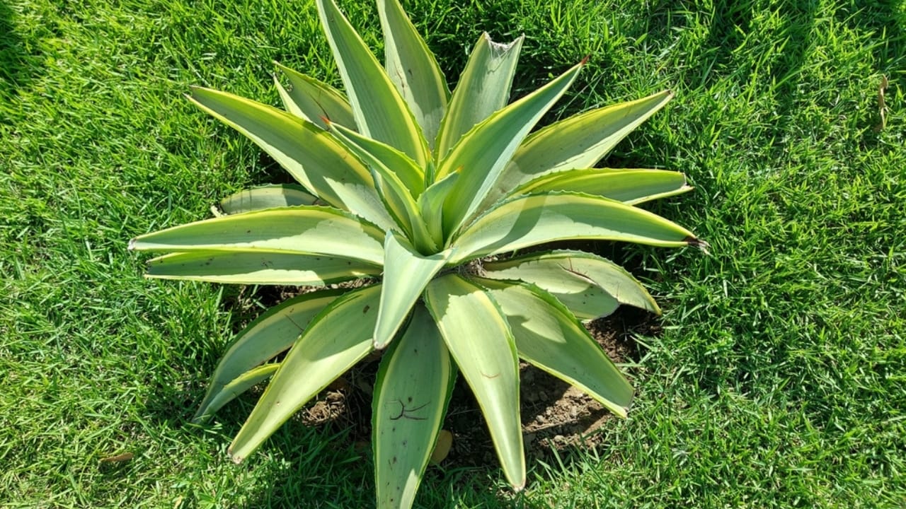 13 Rare Plants That Could Disappear From Gardens Worldwide 7 13 Rare Plants That Could Disappear From Gardens Worldwide - Aloe albiflora ss2144801369 dnoh