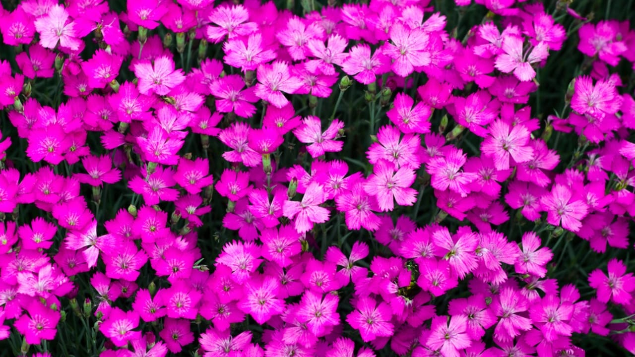15 Flowers That Look Like Roses but Are Easier to Grow 11 15 Flowers That Look Like Roses but Are Easier to Grow - Alpine Pink Dianthus dp376842618 dnoh