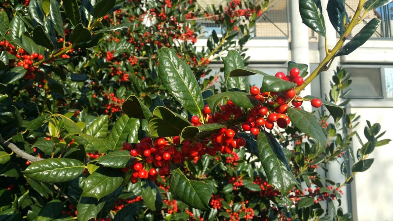 14 Shrubs That Will Make Your Garden a Robin Haven 4 14 Shrubs That Will Make Your Garden a Robin Haven - American Holly dp379464092 dnoh