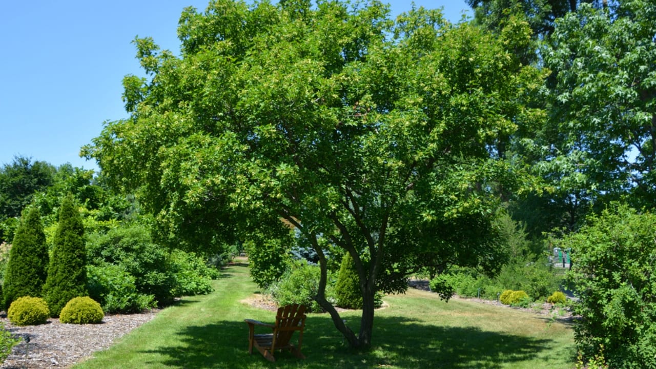 Small, Drought-Tolerant Trees: 15 Non-Invasive Picks for Your Yard 10 Small, Drought-Tolerant Trees: 15 Non-Invasive Picks for Your Yard - Amur Maple dp391461282 dnoh