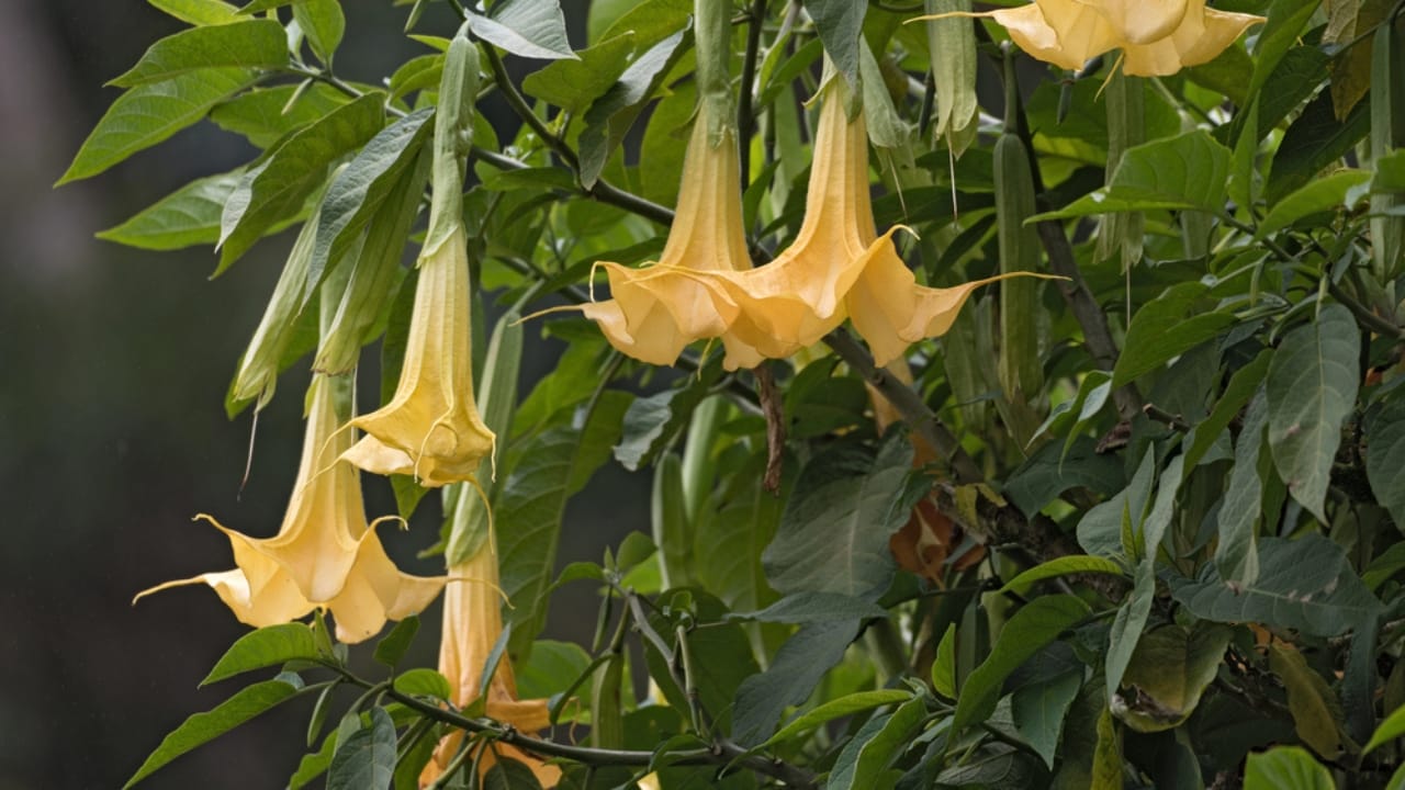 13 Rare Plants That Could Disappear From Gardens Worldwide 3 13 Rare Plants That Could Disappear From Gardens Worldwide - Angels Trumpets dp260688272 dnoh