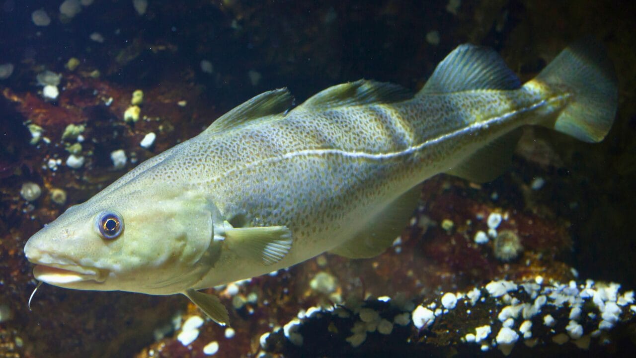 Life at -58°F: How 15 Arctic Species Thrive in the Cold 13 Life at -58°F: How 15 Arctic Species Thrive in the Cold - Arctic Cod ss527330665 bpgm