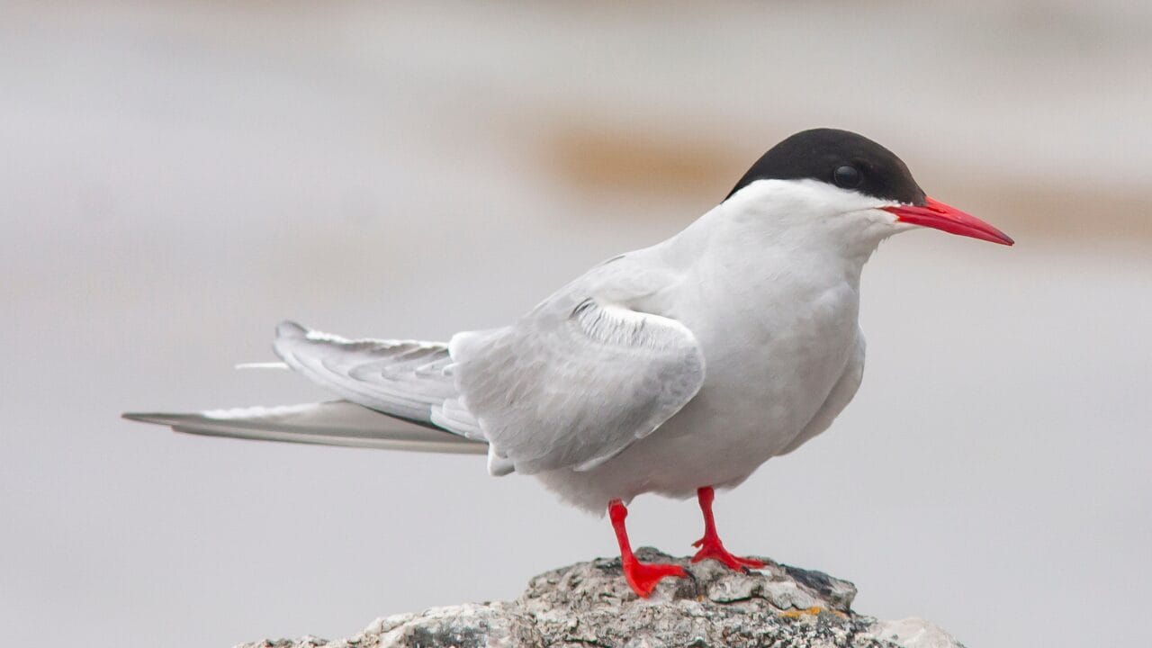 Life at -58°F: How 15 Arctic Species Thrive in the Cold 7 Life at -58°F: How 15 Arctic Species Thrive in the Cold - Arctic Tern ss1931735300 bpgm