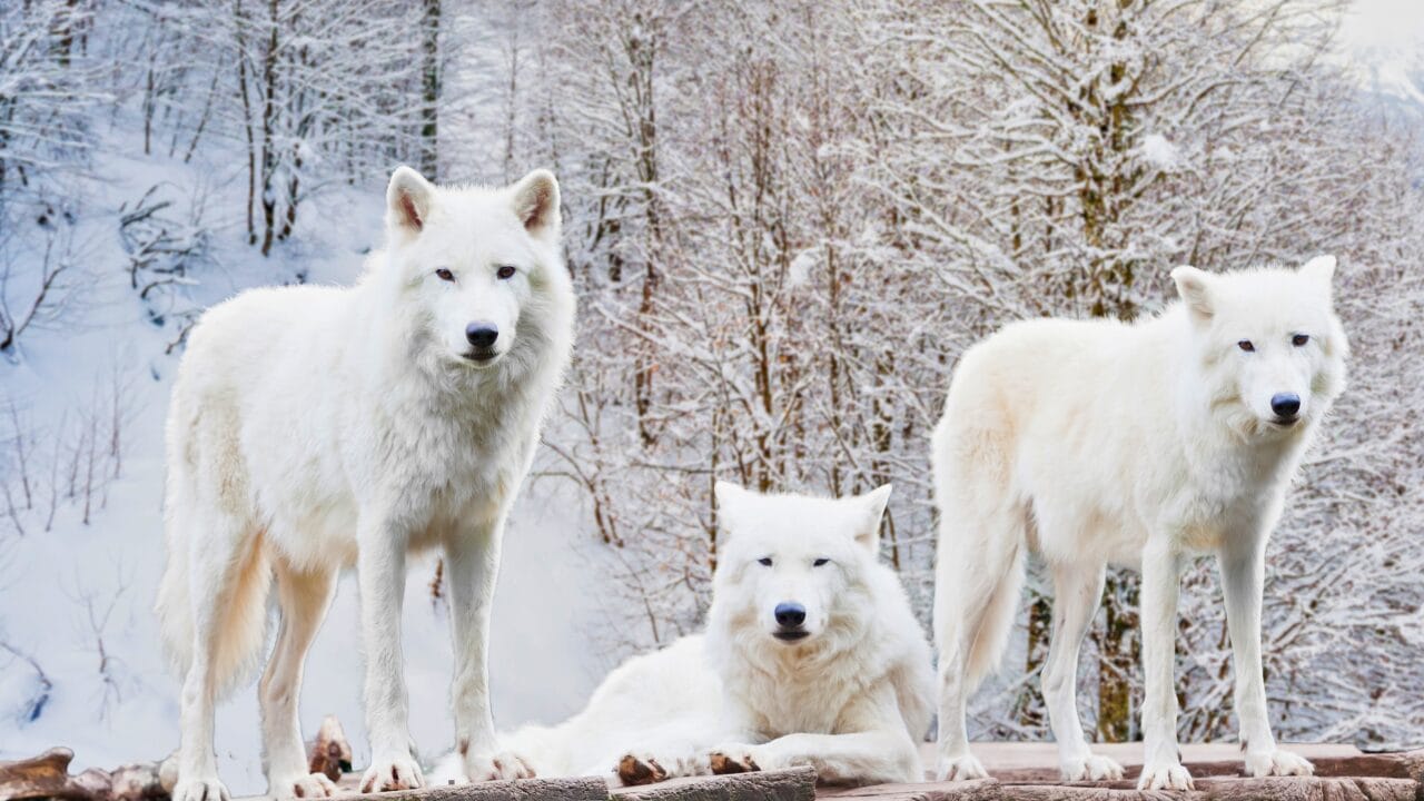 Life at -58°F: How 15 Arctic Species Thrive in the Cold 10 Life at -58°F: How 15 Arctic Species Thrive in the Cold - Arctic Wolf ss1756645193 bpgm