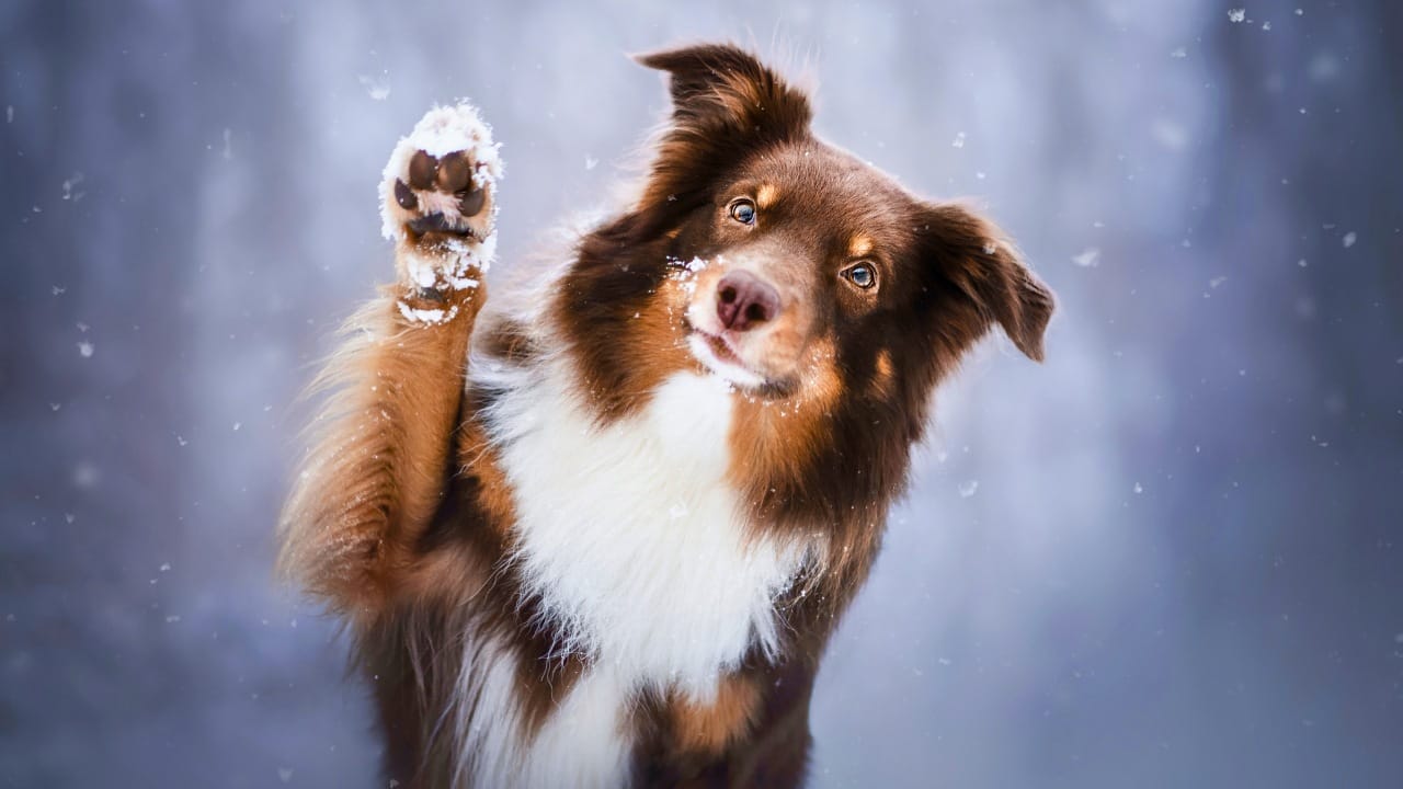 Don’t Let Your Dog Freeze- Here’s When Jackets Are a Must 4 Don’t Let Your Dog Freeze- Here’s When Jackets Are a Must - Australian Shepherd dog winter ss2117993726 degm