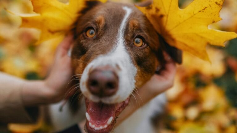 12 Intelligent Dog Breeds That Truly Understand Humans 5 12 Intelligent Dog Breeds That Truly Understand Humans - Australian Shepherd ss2385721889 bpgm