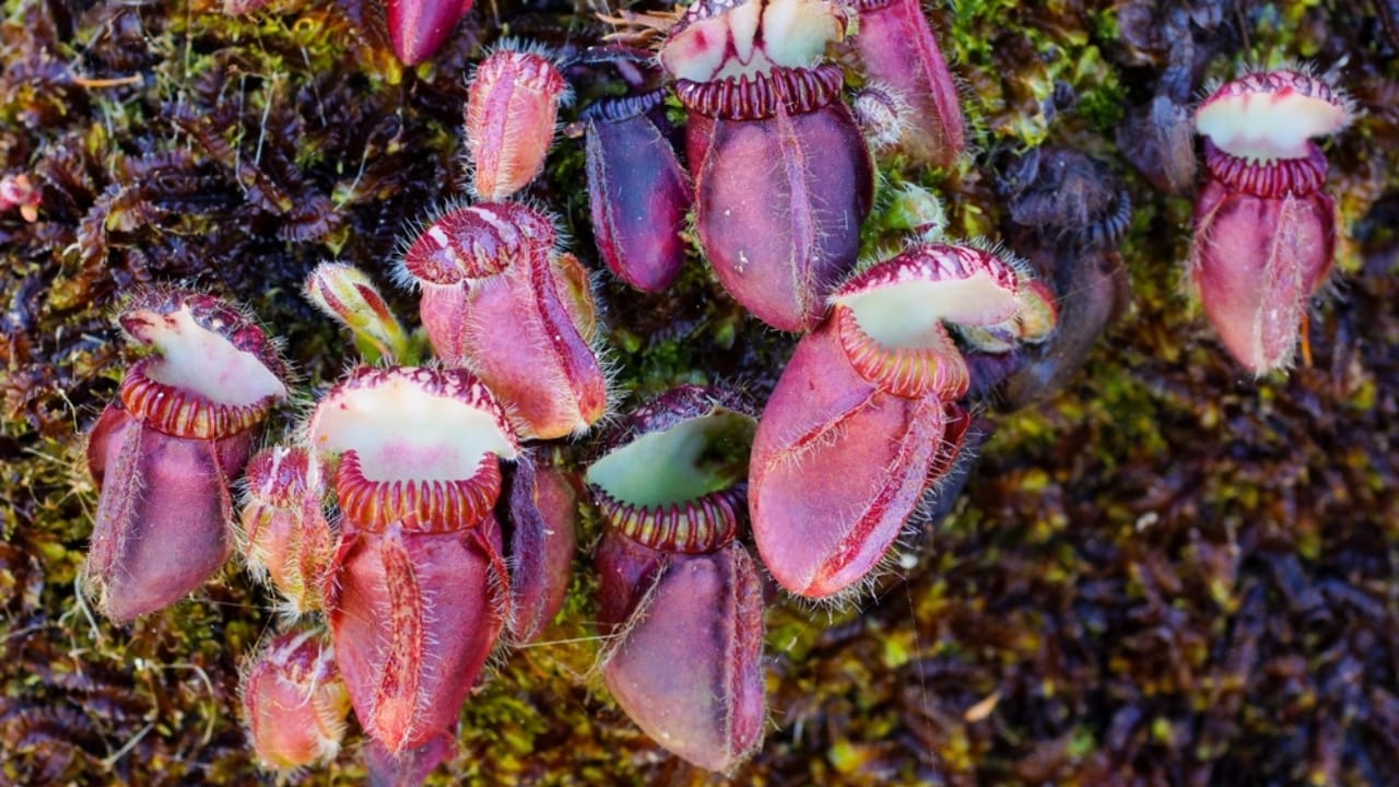 Nature's Deadly Garden: 13 Plants That Hunt Their Prey 9 Nature's Deadly Garden: 13 Plants That Hunt Their Prey - Australian Pitcher Plant ss2434093407 dpdgm