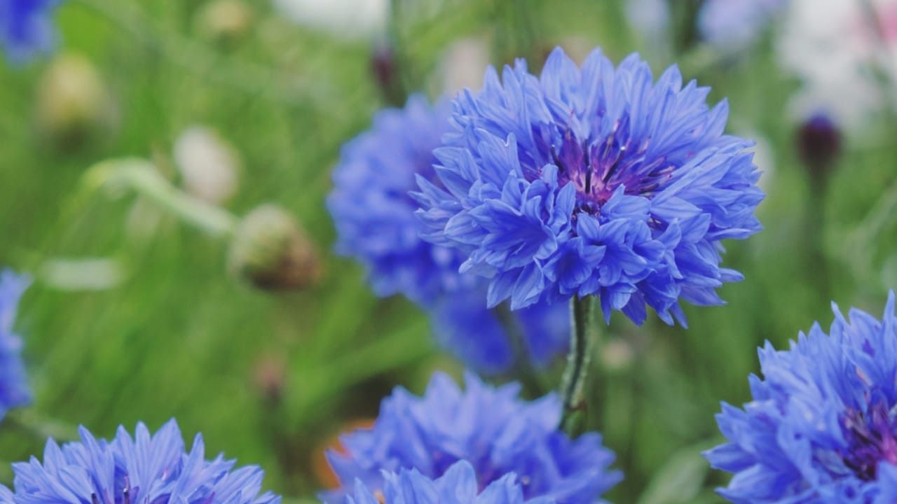 22 Self-Seeding Plants That Do All the Work for You 21 22 Self-Seeding Plants That Do All the Work for You - Bachelors Buttons ss2012435825 dpdgm