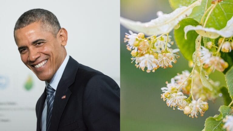 15 White House Trees Rooted in Love, Loss, and Legacy 8 15 White House Trees Rooted in Love, Loss, and Legacy - Barack Obama ss345821210 dnoh little leaf linden flowers ss2182381053 dnoh