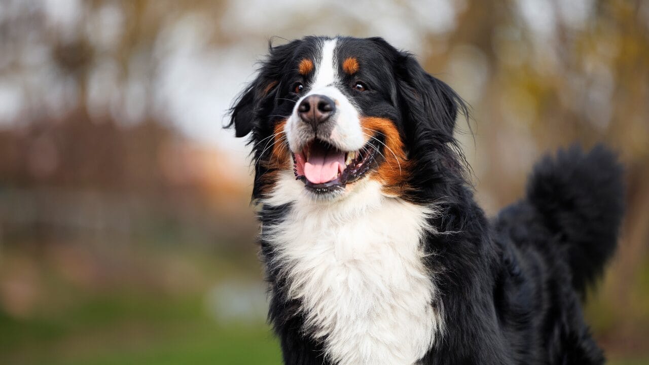 26 Dog Breeds Who Believe Aggression Is Simply Overrated 25 26 Dog Breeds Who Believe Aggression Is Simply Overrated - Bernese Mountain Dog ss2452415797 bpgm