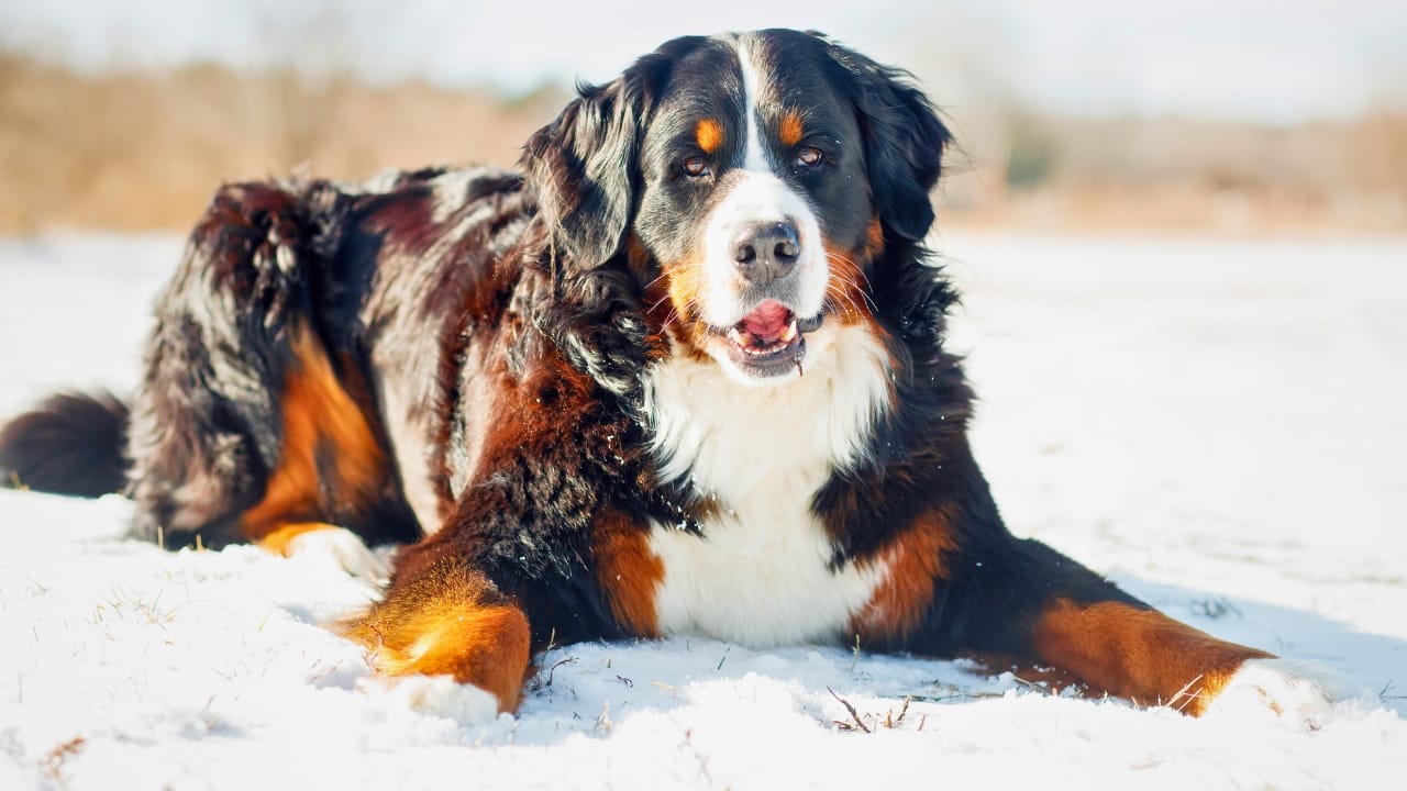19 Dogs That Shed So Much, You’ll Need a Second Vacuum 12 19 Dogs That Shed So Much, You’ll Need a Second Vacuum - Bernese Mountain dog winter ss2550800021 degm