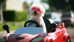 23 Dogs That Thrive on Love and Attention 1 23 Dogs That Thrive on Love and Attention - Bichon Frise ss669226201 bpgm