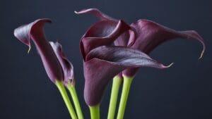 Black Calla Lilies Became Fall’s Boldest Décor Trend 1 Black Calla Lilies Became Fall’s Boldest Décor Trend - Black calla lilies ss286080869 degm