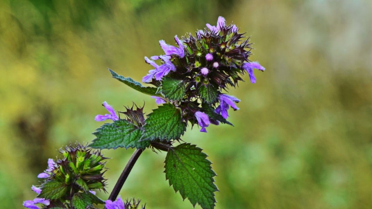 The 13 Plants That Powered Wartime Medicine in Two World Wars 11 The 13 Plants That Powered Wartime Medicine in Two World Wars - Black Horehound dp341555614 dnoh