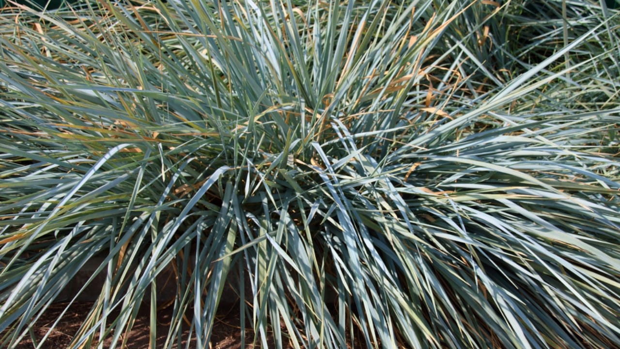 No Fence Needed: 12 Tall Ornamental Grasses for Perfect Privacy 11 No Fence Needed: 12 Tall Ornamental Grasses for Perfect Privacy - Blue Lyme Grass dp249602570 dnoh