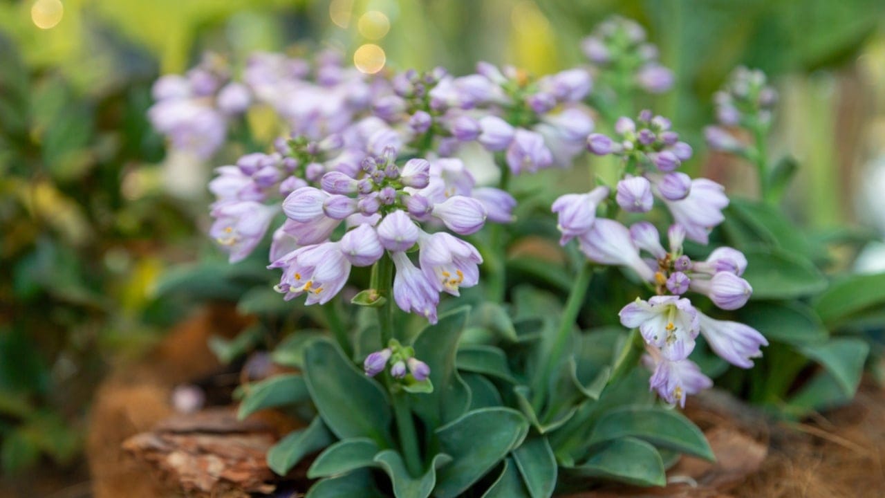15 Low-Growing Perennials Perfect for Small Gardens 3 15 Low-Growing Perennials Perfect for Small Gardens - Blue Mouse Ears Hosta ss1793649808 dpdgm