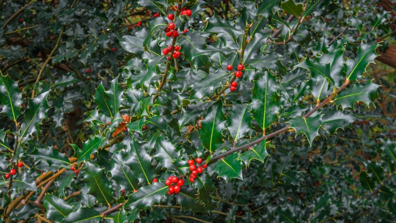 14 Shrubs That Make Winter Gardens Feel Alive Again 3 14 Shrubs That Make Winter Gardens Feel Alive Again - Blue Princess Holly ss2239369389 dpdgm