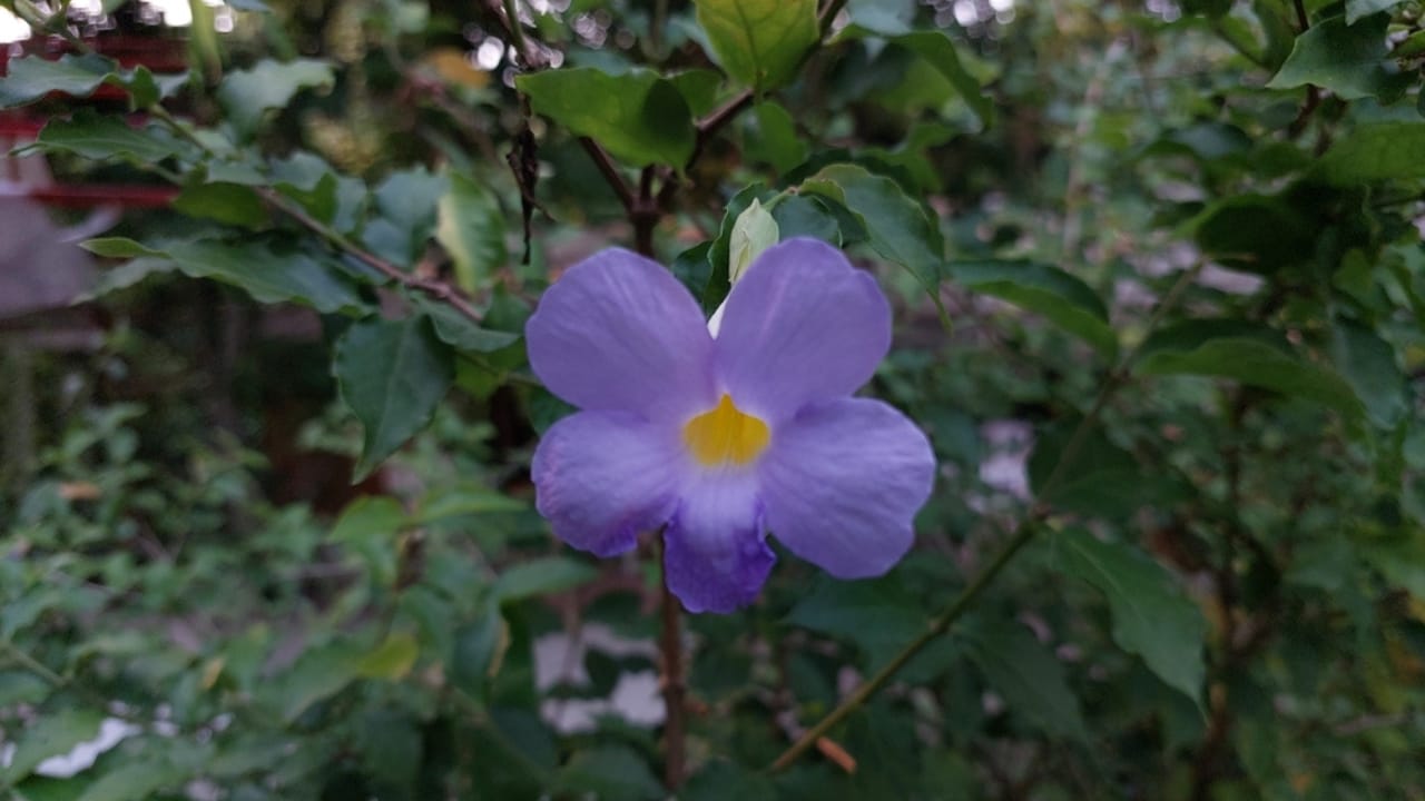 20 Best Vines for Containers That Are Easy to Grow 11 20 Best Vines for Containers That Are Easy to Grow - Blue Sky Vine ss2488651461 dpdgm