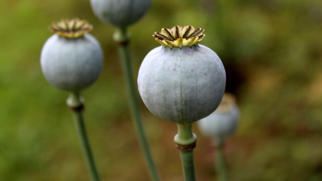 22 Self-Seeding Plants That Do All the Work for You 22 22 Self-Seeding Plants That Do All the Work for You - Breadseed Poppy dp255330276 dnoh