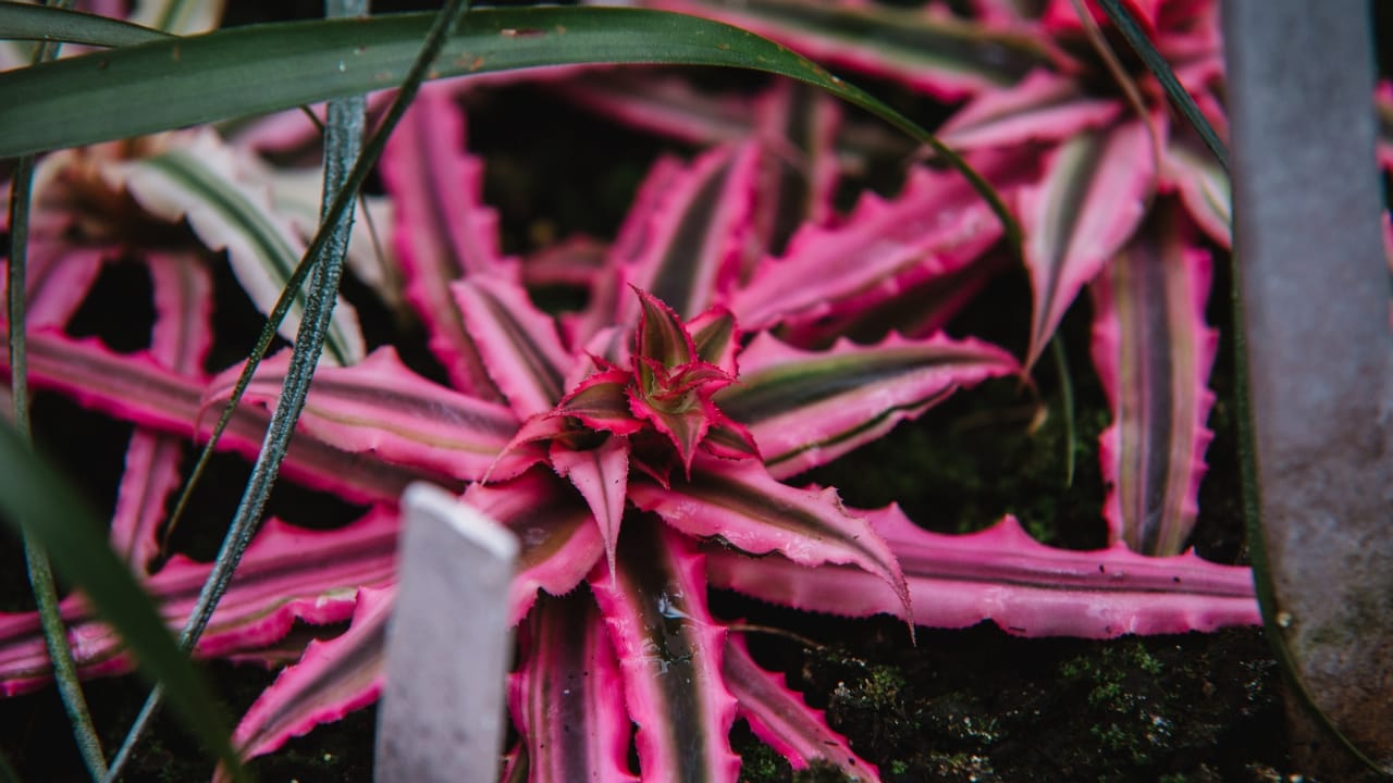 17 Gorgeous Pink-Leaved Plants That Are Stealing the Spotlight 14 17 Gorgeous Pink-Leaved Plants That Are Stealing the Spotlight - Bromeliad Cryptanthus dp171504504 dnoh