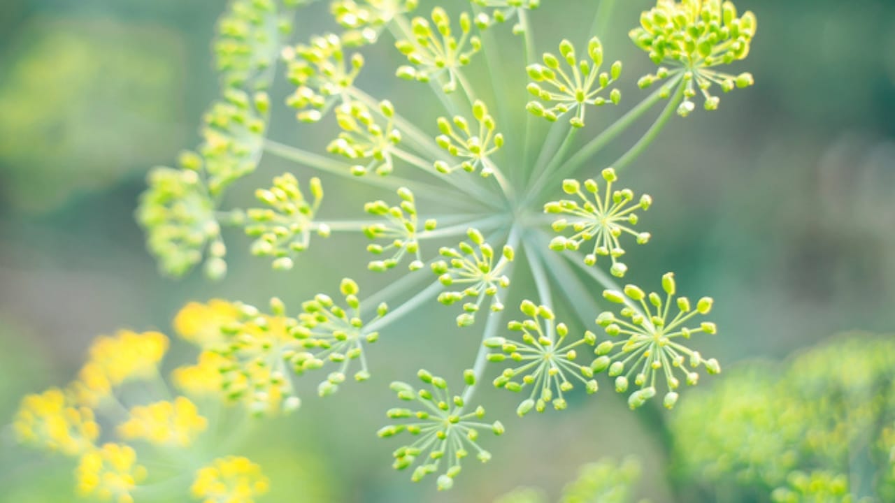 22 Self-Seeding Plants That Do All the Work for You 15 22 Self-Seeding Plants That Do All the Work for You - Bronze Fennel dp215091742 dnoh
