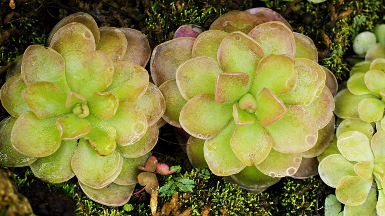 Nature's Deadly Garden: 13 Plants That Hunt Their Prey 8 Nature's Deadly Garden: 13 Plants That Hunt Their Prey - Butterworts dp646427224 dnoh