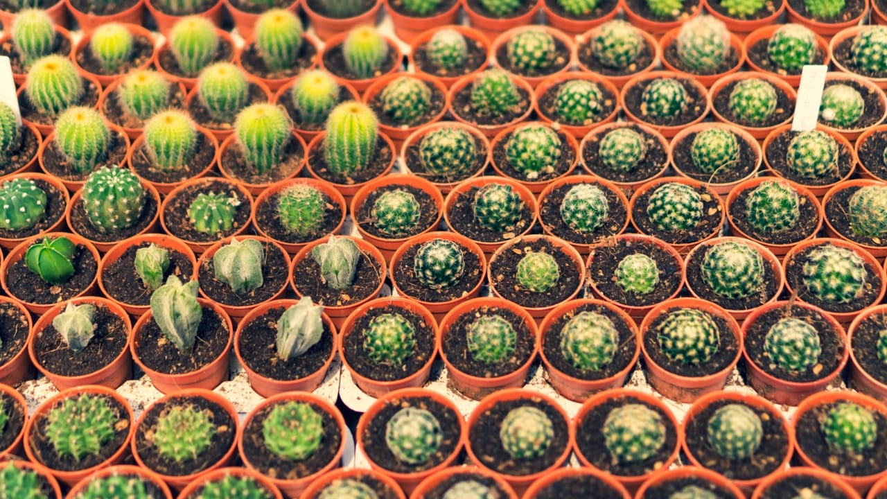How to Profit From the $16.5B Houseplant Boom Right Now 8 How to Profit From the $16.5B Houseplant Boom Right Now - Cacti Reproduction dp255927038 dnoh