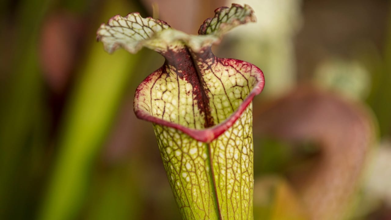 13 Rare Plants That Could Disappear From Gardens Worldwide 9 13 Rare Plants That Could Disappear From Gardens Worldwide - Canebrake Pitcher Plant dp396696384 dnoh