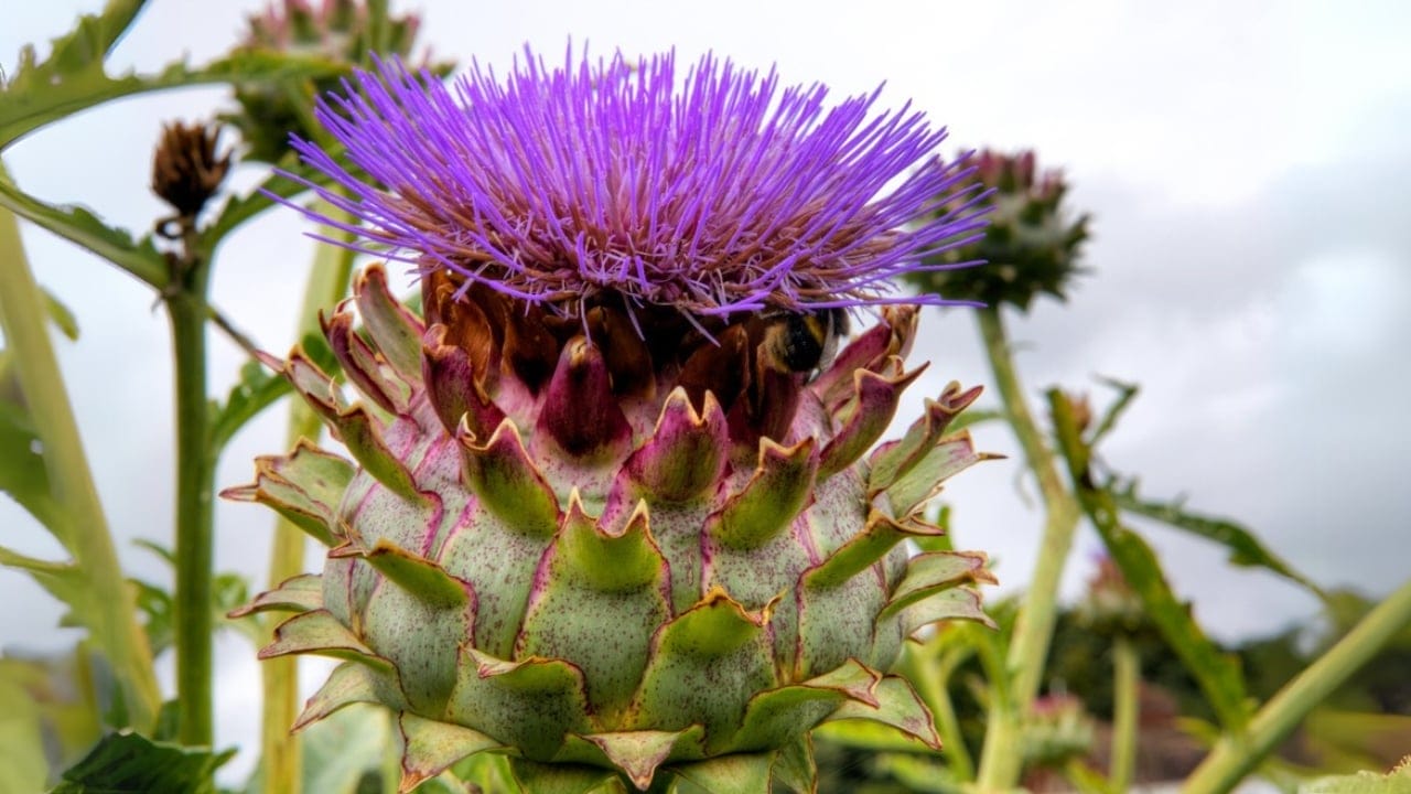Bored of Basic Veggies... Grow These 15 Exciting Alternatives 13 Bored of Basic Veggies... Grow These 15 Exciting Alternatives - Cardoon dp12687030 dnoh